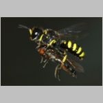 Ectemnius cavifrons oder ruficornis - Grabwespe w09c 11mm beim Nesteintrag - Platycheirus albimanus - Schwebfliege .jpg